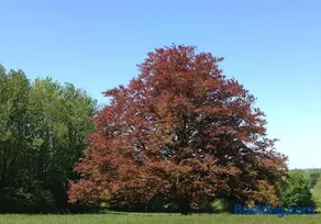 Au Château - Image 1