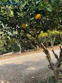 הדירה באחוזת נח - Image 3