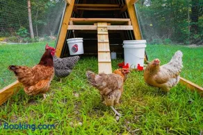 Rustic Cabin Retreat - Cozy Stove & Fresh Eggs - Image 1