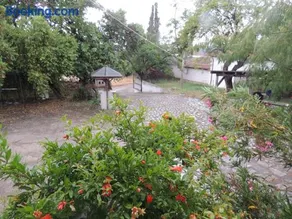 Blue Marianthi - Image 1