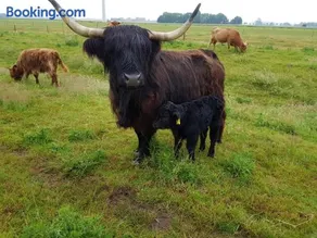 Biolandhof Dorn Highlander vom Elbdeich - Image 2
