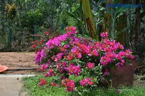 Hillwoods homestay - Image 5