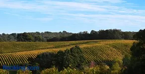 Adelaide Hills luxe-cottage with spectacular vineyard views - Image 2