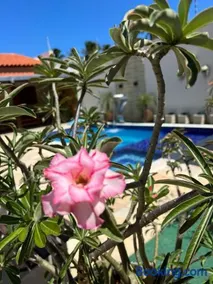 La casa da ilha - Image 4