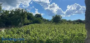 Rails and Vines - Image 3