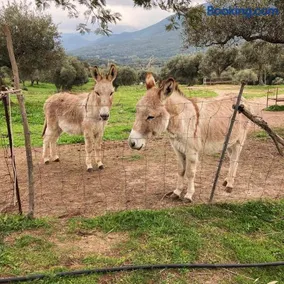 Agriturismo Is Conchisceddas - Image 2