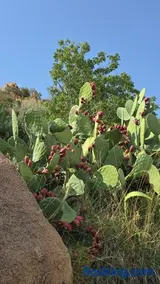 Cactus Bloom زهرة الصبار - Image 1