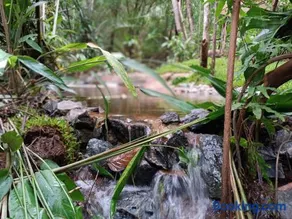 Aruá Observação de Vida Silvestre - Image 4