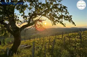 Roulotte de charme au cœur des vignes, vue panoramique sur la vallée de l'ain - Image 4