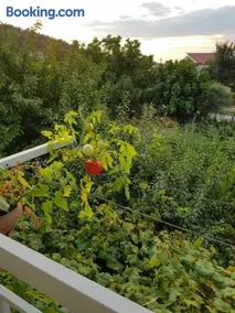 Hariskof garden house - Image 3