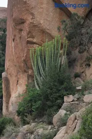 Cactus Bloom زهرة الصبار - Image 2