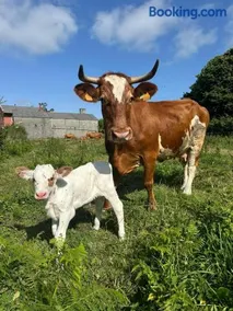 A Casiña - Image 2