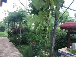 Guesthouse Planinsko Gnezdo - Image 4