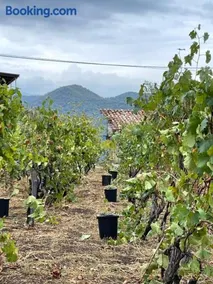 Winery Matisi - Image 4