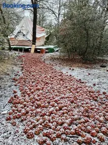 Piñoneras del cóndor - Image 2