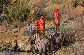 AfriCamps at Milorho - Image 4