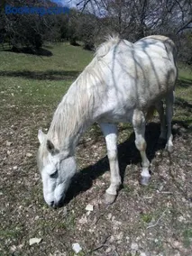 Magrignano - Image 1