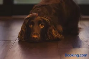 Luinga Beag, Luxury Cabin, Outdoor Stone Bath, Dog Friendly - Image 2