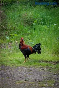 Camping La sablière - Image 4