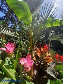 House w little tropical garden - Image 4