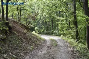 Šumska čarolija - Image 3