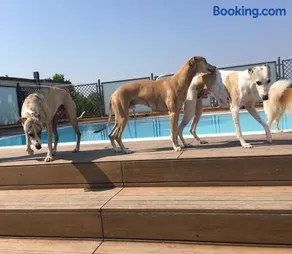 Pet Hotel Virginia - Hotel per cani - Image 4
