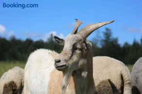 Peaceful Nature Escape Among Farm Animals - Image 2