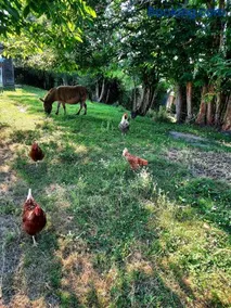 Chez Papi à Lascaux - Image 4