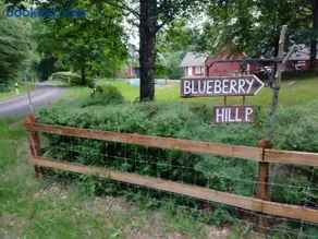Blueberry Hill - Image 3