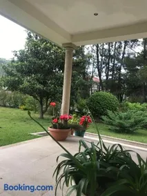 Camelias - Image 3