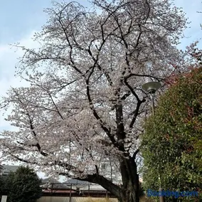 Sunny moe oo - Image 1