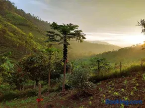 Finca Sacha Muyu - Image 3