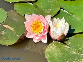 Peaceful Lake House - Image 1