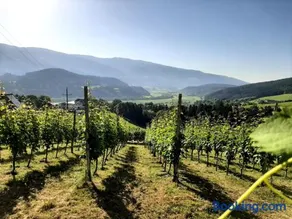 Auszeit am Weinhof - Image 3