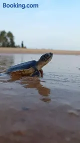 Turtle Watch Cabana - Image 1