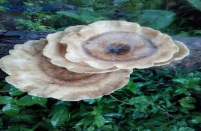Wayanad Homestay - Image 3