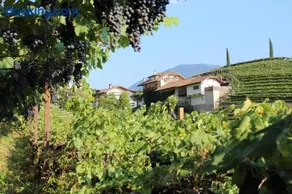 Weingut Eberlehof - Image 5