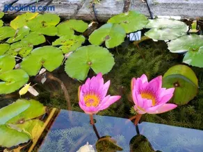 墾丁牧場Villa Kenting Pasture - Villa B&B - Image 4