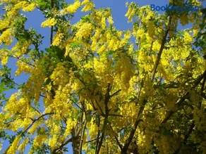 Laburnum B&B - Image 2