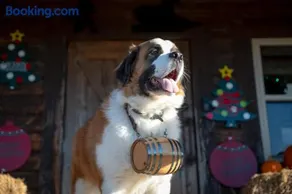 Rural life on a real Christmas tree farm! Hallmark experience! - Image 2