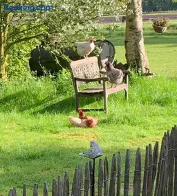 Bed and Breakfast Het Oude Bos - Image 3