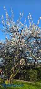 Cherry Orchard Retreat - Image 2