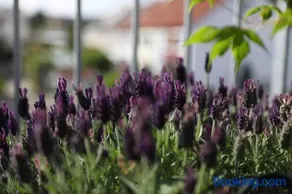 Pegnitz Apartement - Image 3