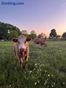 Ferienhof Tödter - Image 2