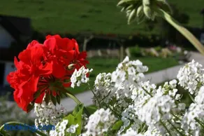 Bauernhof Hoenigshof - Image 2
