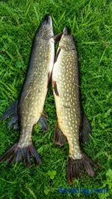 Lake Escape - Camp, Fish, Relax - Image 4