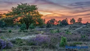 Molecaten Park Landgoed Ginkelduin - Image 3