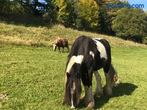Ferienwohnungen Familie Schauerte - Image 4