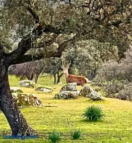 Casa Rural Verde Oliva - Image 2