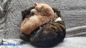 Au Royaume des Chats - Image 3